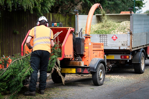 Cedar Oak Pine Tree Care Experts